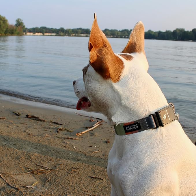 Stunt Puppy Dog Collar, Fi Series 3 Ready, XLarge, Earthtone - Compatible with Fi GPS Device (Not Included)
