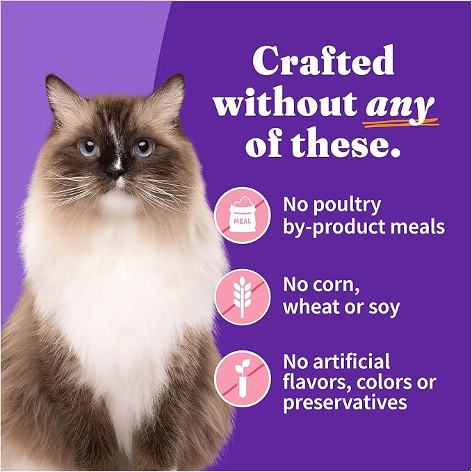 Halo Wet Cat Food Salmon Recipe, Grain Free Wet Cat Pate, Canned Cat Food for Extra Hydration, 5.5 Oz Can (Pack of 12)