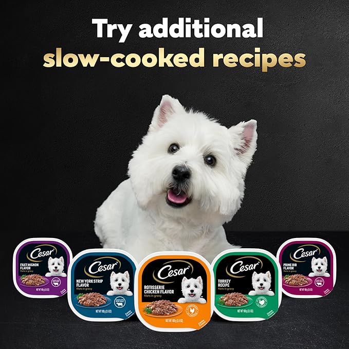 Cesar Filets in Gravy, Adult Wet Dog Food, Filet Mignon Flavor, Wet Food for Dogs, 3.5 oz Trays, 24 Count