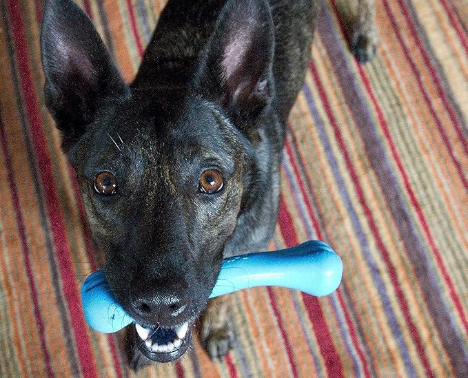 Jolly Pets 3 Pack of Jolly Bones, Blue, Large 8-Inch