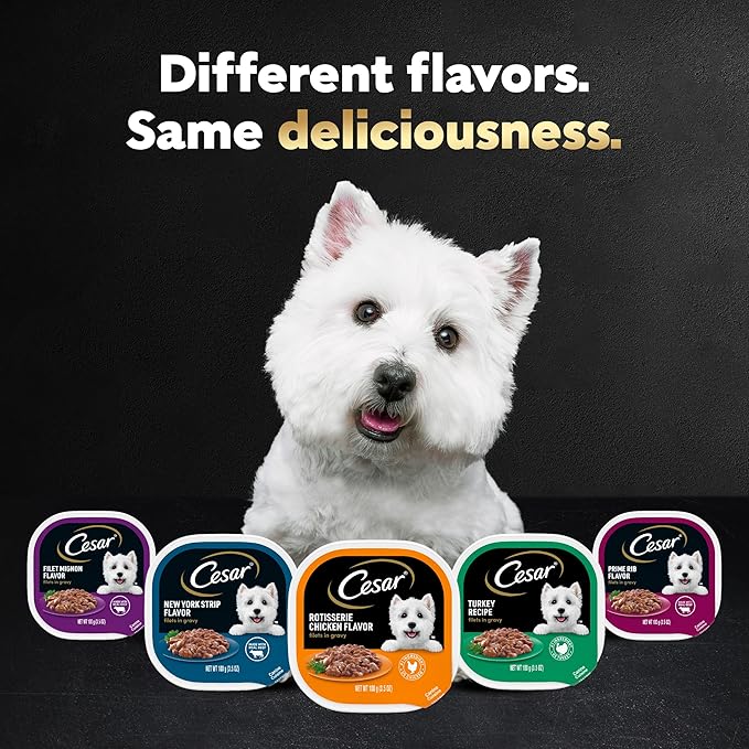 Cesar Filets in Gravy, Adult Wet Dog Food, New York Strip Flavor, Wet Food for Dogs, 3.5 oz Tray
